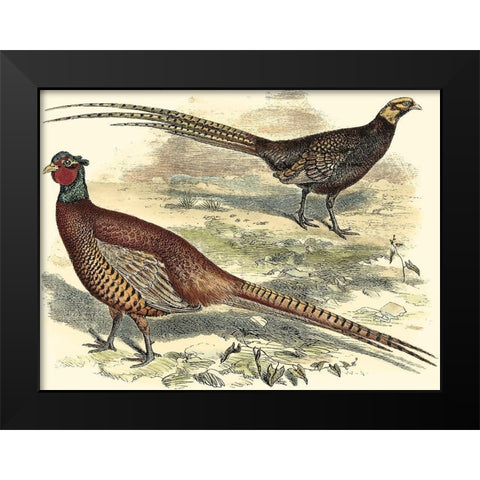 Pheasant Varieties V Black Modern Wood Framed Art Print by Vision Studio