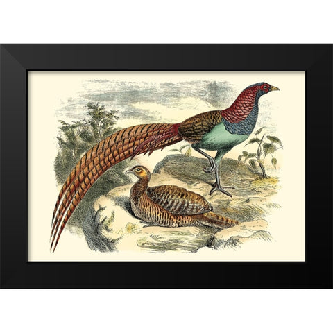 Pheasant Varieties VII Black Modern Wood Framed Art Print by Vision Studio