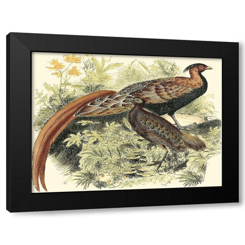 Pheasant Varieties VIII Black Modern Wood Framed Art Print by Vision Studio