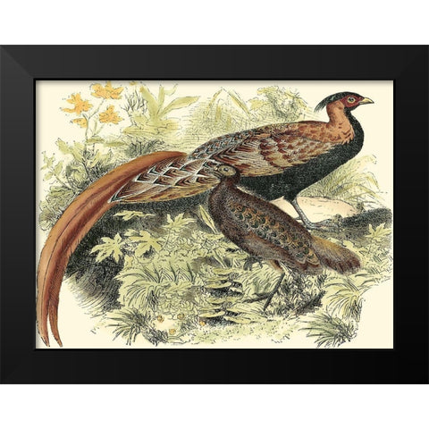 Pheasant Varieties VIII Black Modern Wood Framed Art Print by Vision Studio