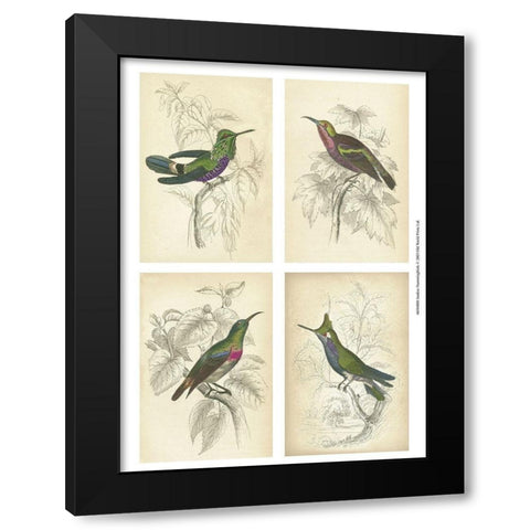 Jardine Hummingbirds Black Modern Wood Framed Art Print with Double Matting by unknown