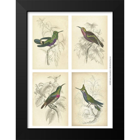 Jardine Hummingbirds Black Modern Wood Framed Art Print by unknown