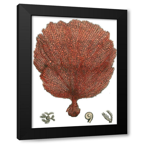 Red Coral (N) II Black Modern Wood Framed Art Print with Double Matting by Vision Studio
