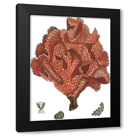 Red Coral (N) IV Black Modern Wood Framed Art Print with Double Matting by Vision Studio