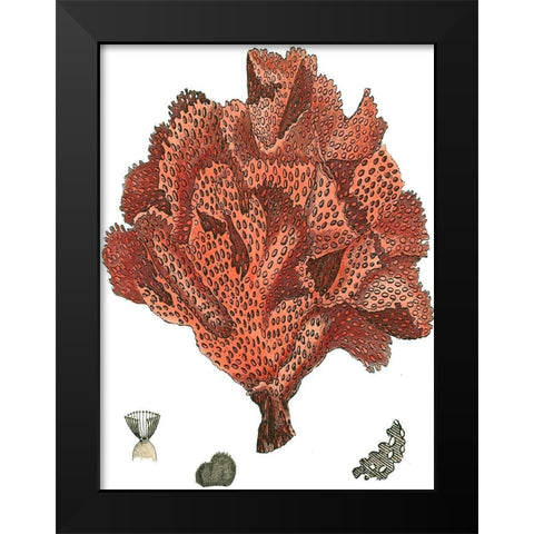 Red Coral (N) IV Black Modern Wood Framed Art Print by Vision Studio