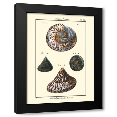 Sea Shells II Black Modern Wood Framed Art Print by Diderot, Denis