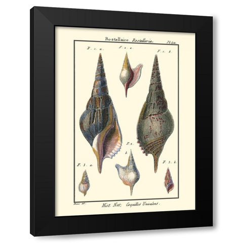 Sea Shells III Black Modern Wood Framed Art Print with Double Matting by Diderot, Denis
