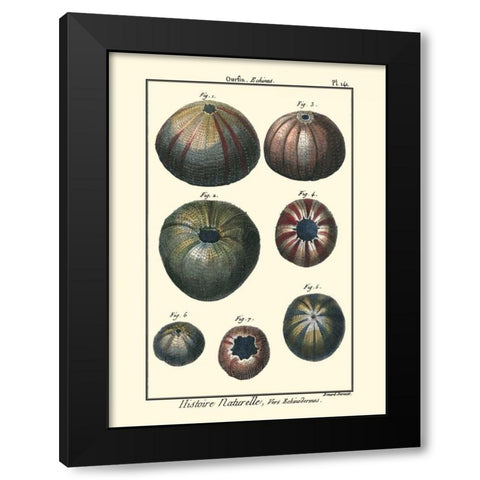 Sea Shells IV Black Modern Wood Framed Art Print by Diderot, Denis