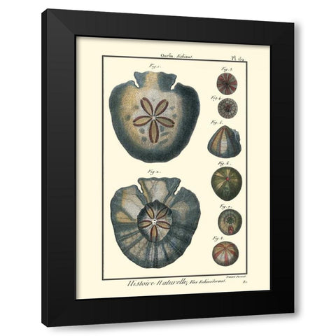 Sea Shells V Black Modern Wood Framed Art Print by Diderot, Denis