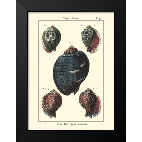Sea Shells VII Black Modern Wood Framed Art Print by Diderot, Denis