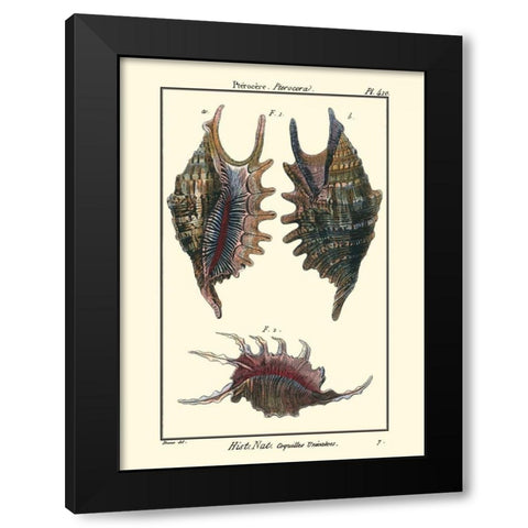 Sea Shells VIII Black Modern Wood Framed Art Print with Double Matting by Diderot, Denis