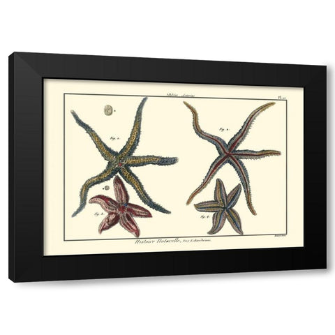 Sea Shells IX Black Modern Wood Framed Art Print with Double Matting by Diderot, Denis