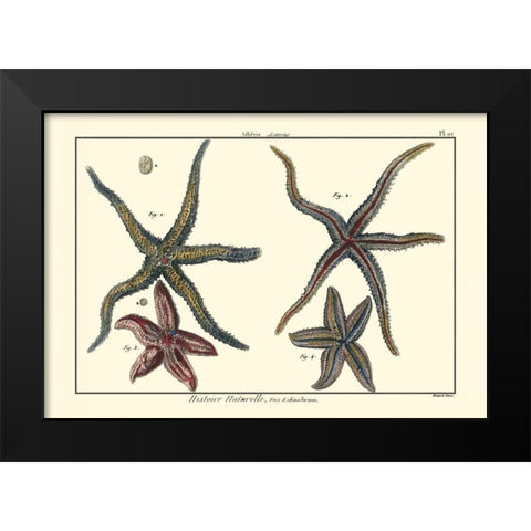 Sea Shells IX Black Modern Wood Framed Art Print by Diderot, Denis