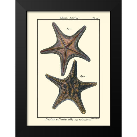 Sea Shells XII Black Modern Wood Framed Art Print by Diderot, Denis