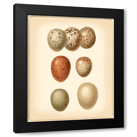 Bird Egg Study I Black Modern Wood Framed Art Print with Double Matting by Vision Studio