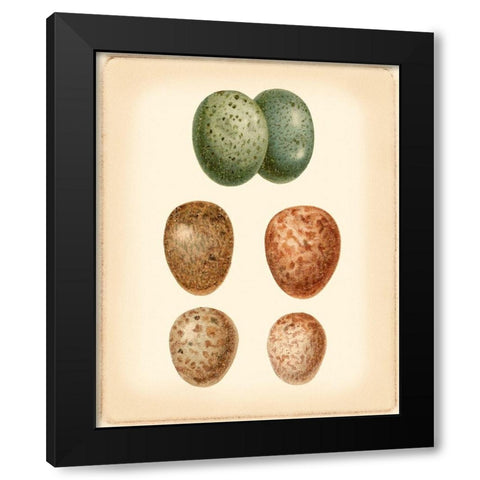 Bird Egg Study V Black Modern Wood Framed Art Print with Double Matting by Vision Studio
