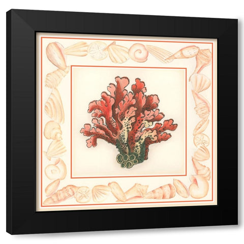Coral with Shell Border IV Black Modern Wood Framed Art Print with Double Matting by Vision Studio