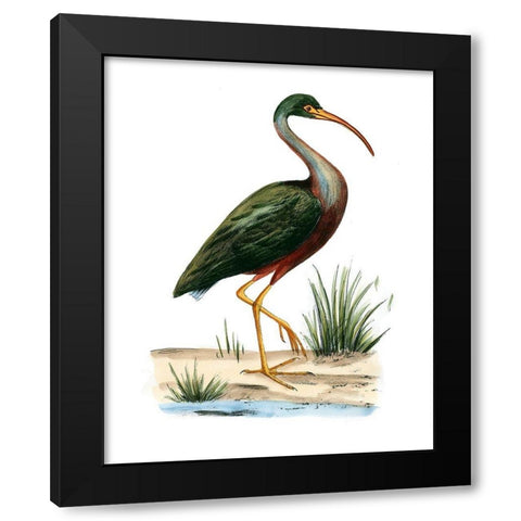 Water Birds I Black Modern Wood Framed Art Print by Vision Studio