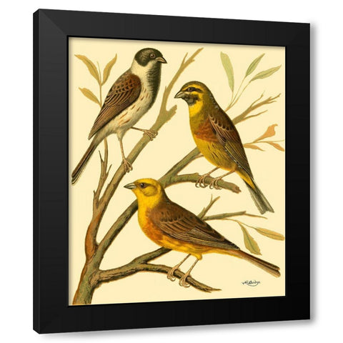 Domestic Bird Family I Black Modern Wood Framed Art Print with Double Matting by Rutledge, W.