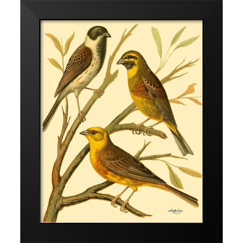 Domestic Bird Family I Black Modern Wood Framed Art Print by Rutledge, W.