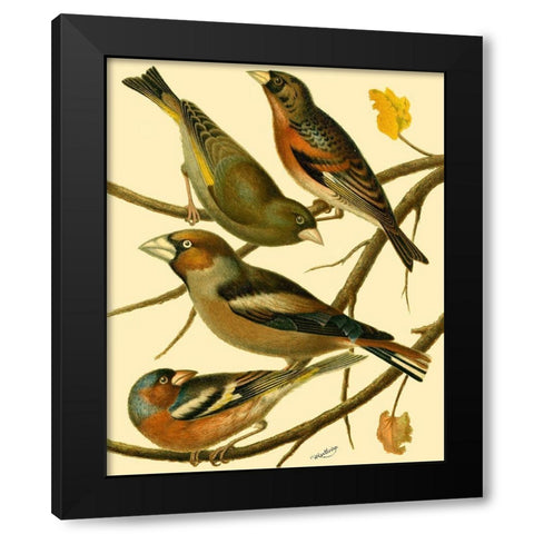 Domestic Bird Family II Black Modern Wood Framed Art Print with Double Matting by Rutledge, W.