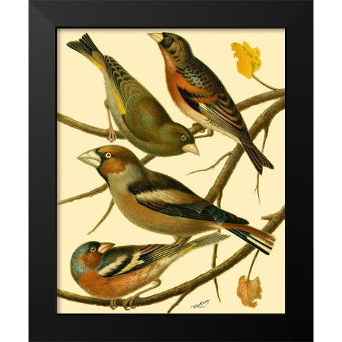 Domestic Bird Family II Black Modern Wood Framed Art Print by Rutledge, W.
