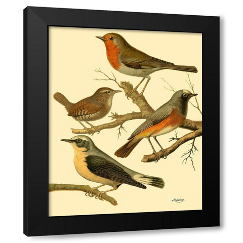 Domestic Bird Family III Black Modern Wood Framed Art Print by Rutledge, W.