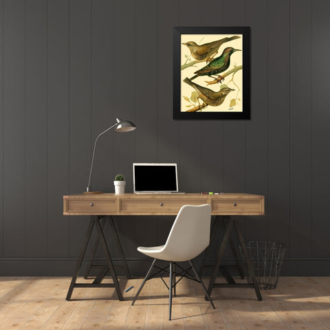 Domestic Bird Family IV Black Modern Wood Framed Art Print by Rutledge, W.