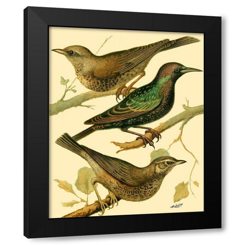 Domestic Bird Family IV Black Modern Wood Framed Art Print by Rutledge, W.