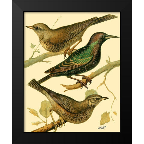 Domestic Bird Family IV Black Modern Wood Framed Art Print by Rutledge, W.