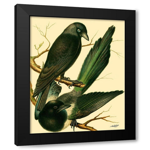 Domestic Bird Family V Black Modern Wood Framed Art Print by Rutledge, W.