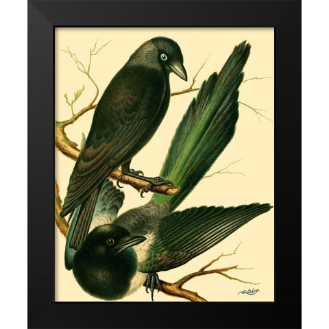Domestic Bird Family V Black Modern Wood Framed Art Print by Rutledge, W.