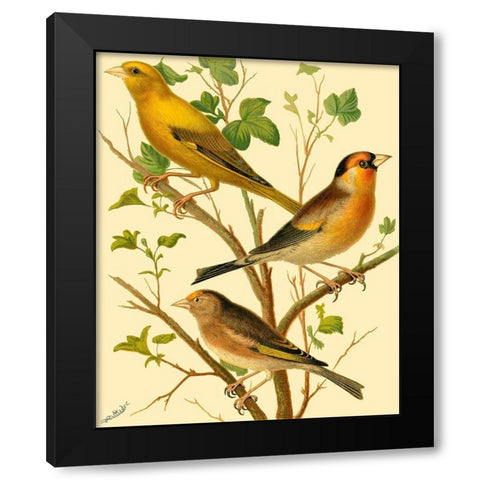 Domestic Bird Family VI Black Modern Wood Framed Art Print by Rutledge, W.