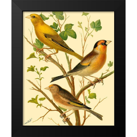 Domestic Bird Family VI Black Modern Wood Framed Art Print by Rutledge, W.