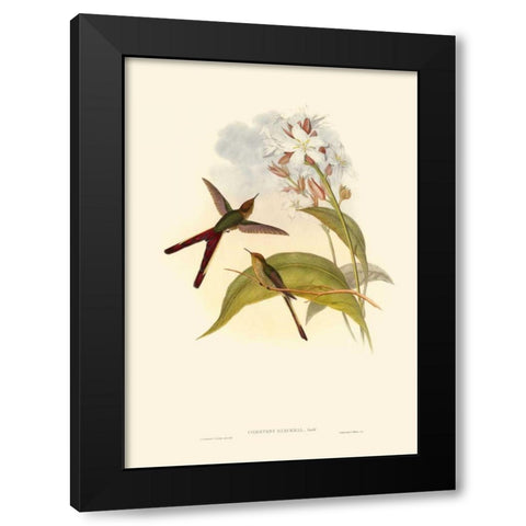 Small Gould Hummingbird III Black Modern Wood Framed Art Print by Gould, John