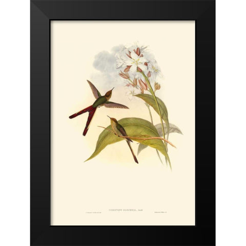 Small Gould Hummingbird III Black Modern Wood Framed Art Print by Gould, John
