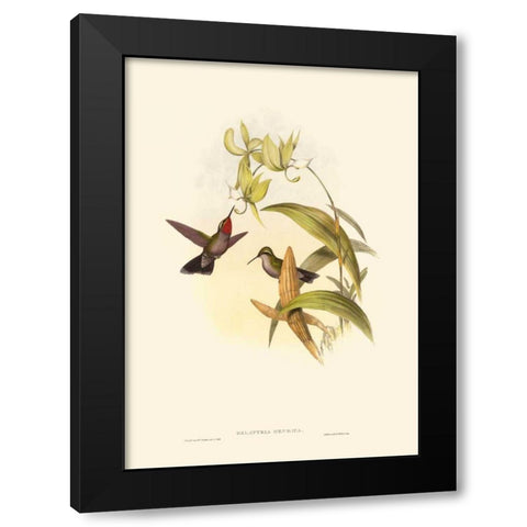 Small Gould Hummingbird IV Black Modern Wood Framed Art Print by Gould, John