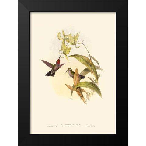 Small Gould Hummingbird IV Black Modern Wood Framed Art Print by Gould, John