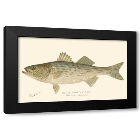 Striped Bass Black Modern Wood Framed Art Print with Double Matting by Denton
