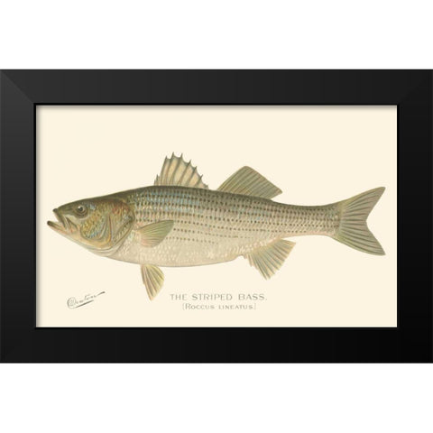 Striped Bass Black Modern Wood Framed Art Print by Denton