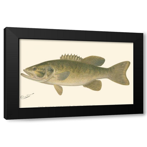 Small-mouthed Black Bass Black Modern Wood Framed Art Print with Double Matting by Denton