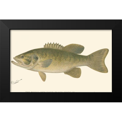 Small-mouthed Black Bass Black Modern Wood Framed Art Print by Denton