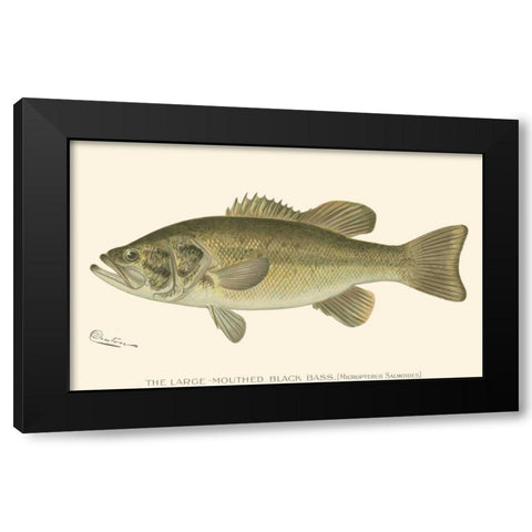 Large-mouthed Black Bass Black Modern Wood Framed Art Print by Denton