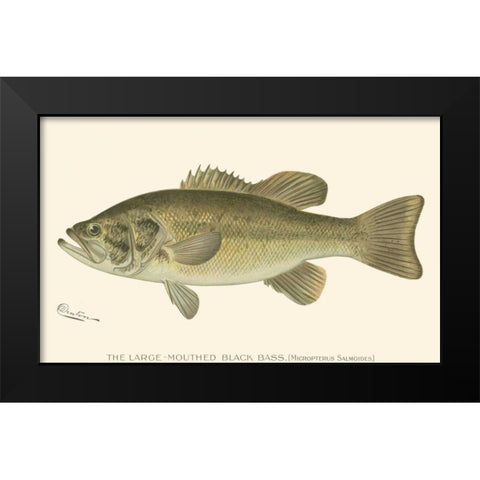 Large-mouthed Black Bass Black Modern Wood Framed Art Print by Denton