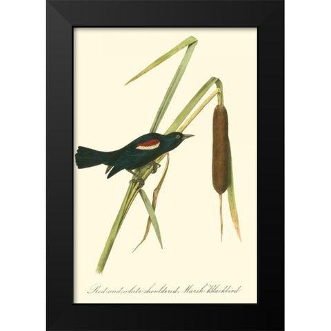 Audubons Blackbird Black Modern Wood Framed Art Print by Audubon, John James