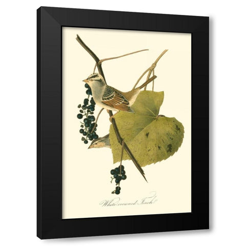Audubons Finch Black Modern Wood Framed Art Print with Double Matting by Audubon, John James