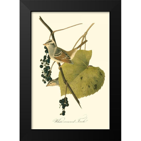 Audubons Finch Black Modern Wood Framed Art Print by Audubon, John James