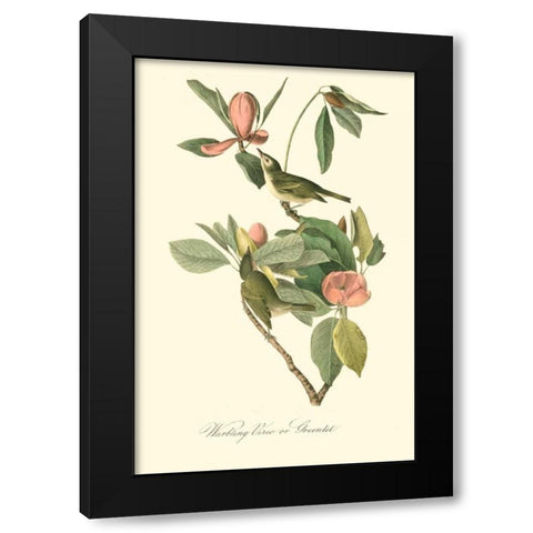 Audubons Vireo Black Modern Wood Framed Art Print by Audubon, John James