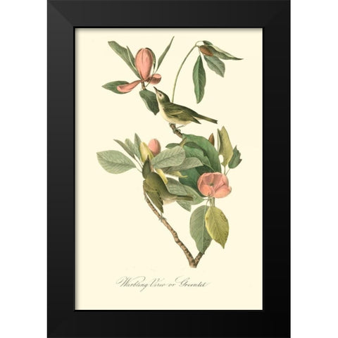 Audubons Vireo Black Modern Wood Framed Art Print by Audubon, John James