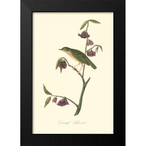 Audubons Thrush Black Modern Wood Framed Art Print by Audubon, John James